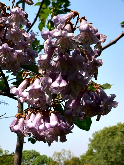 {Paulownia tomentosa}